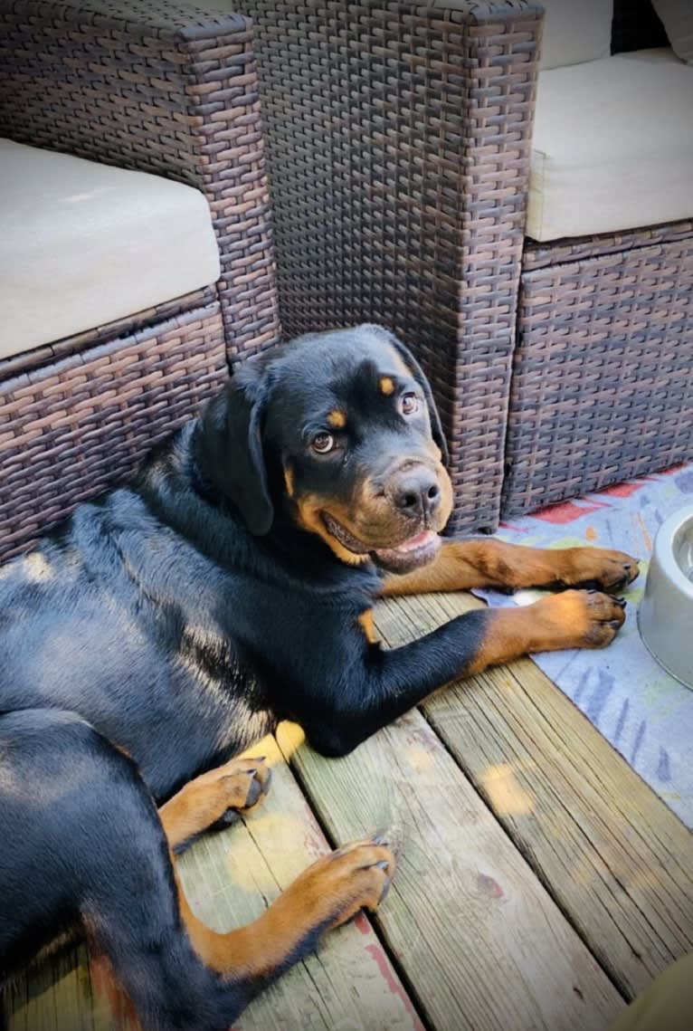 Chompy, a Rottweiler tested with EmbarkVet.com