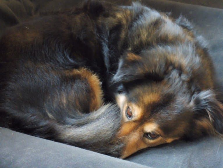 Leon, an European Village Dog tested with EmbarkVet.com