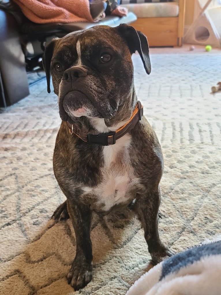 Monty, a Bulldog and American Bulldog mix tested with EmbarkVet.com