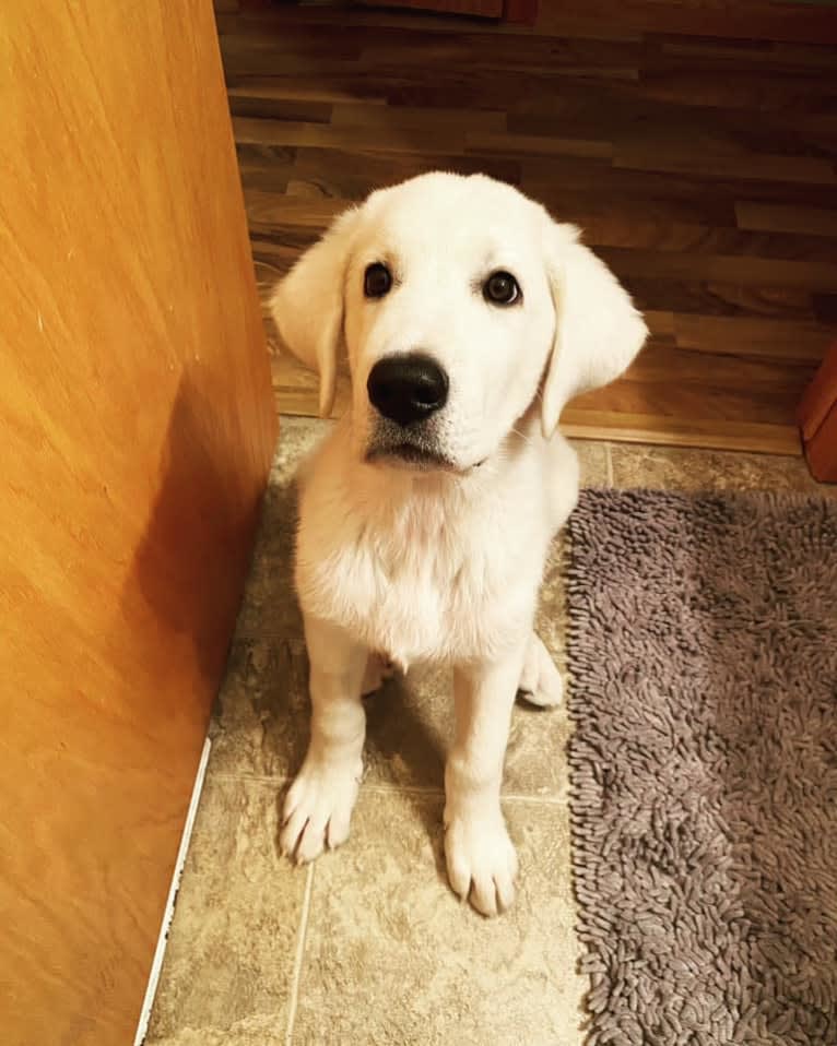 Keebler, a Great Pyrenees and Sarplaninac mix tested with EmbarkVet.com