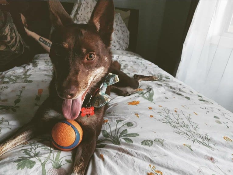 Matilda, an Australian Kelpie tested with EmbarkVet.com