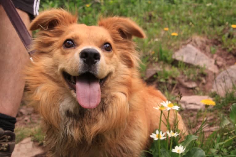 Scout, a German Shepherd Dog and Great Pyrenees mix tested with EmbarkVet.com