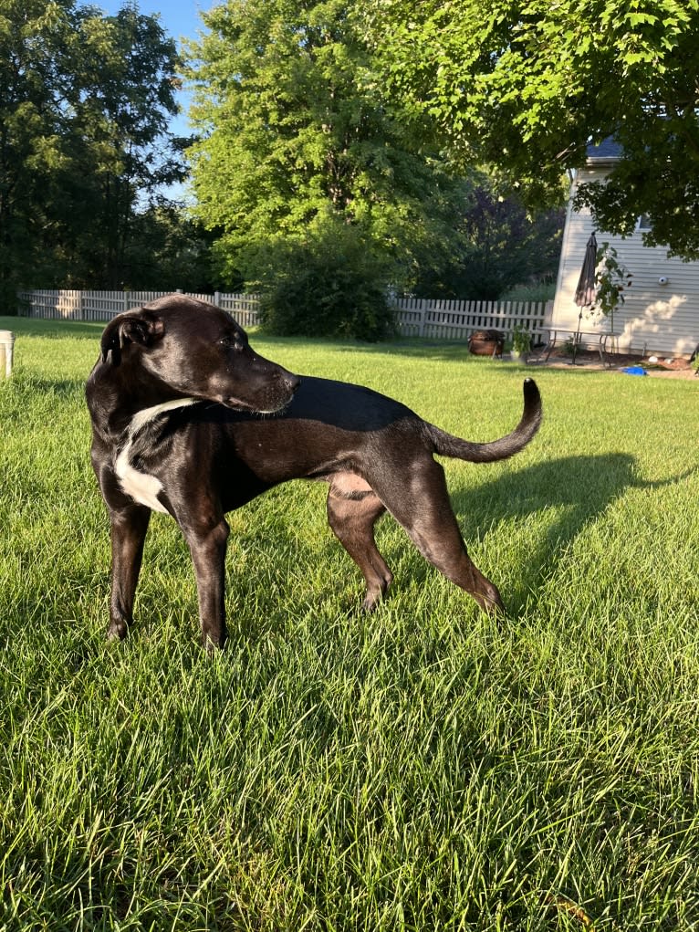 James, a Mountain Cur and American Pit Bull Terrier mix tested with EmbarkVet.com