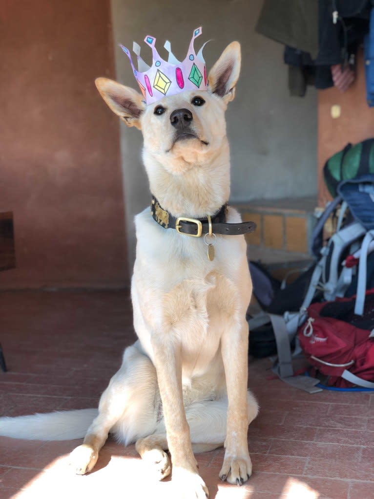 Pearl, an Australian Cattle Dog and Labrador Retriever mix tested with EmbarkVet.com