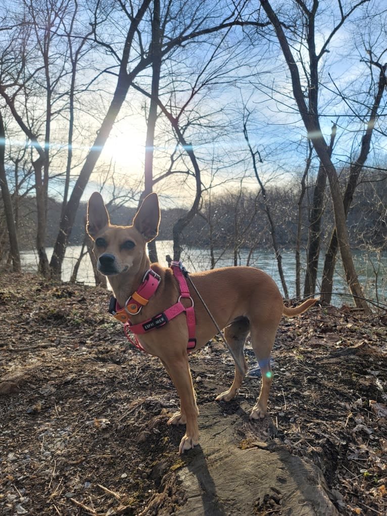 Aeriel, a Chihuahua and Miniature Pinscher mix tested with EmbarkVet.com