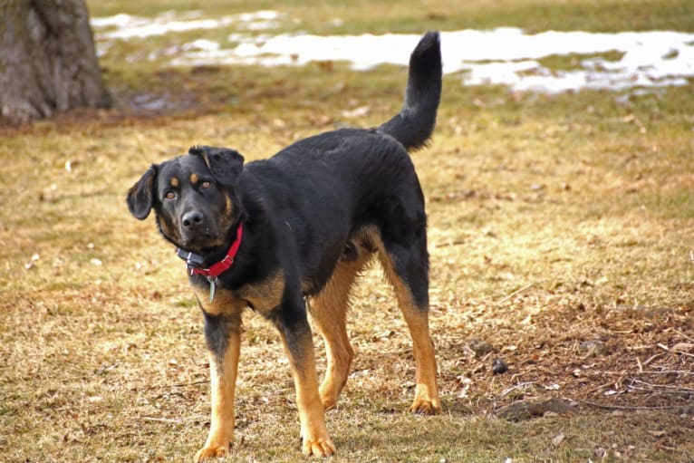 Tex, a German Shepherd Dog and Labrador Retriever mix tested with EmbarkVet.com