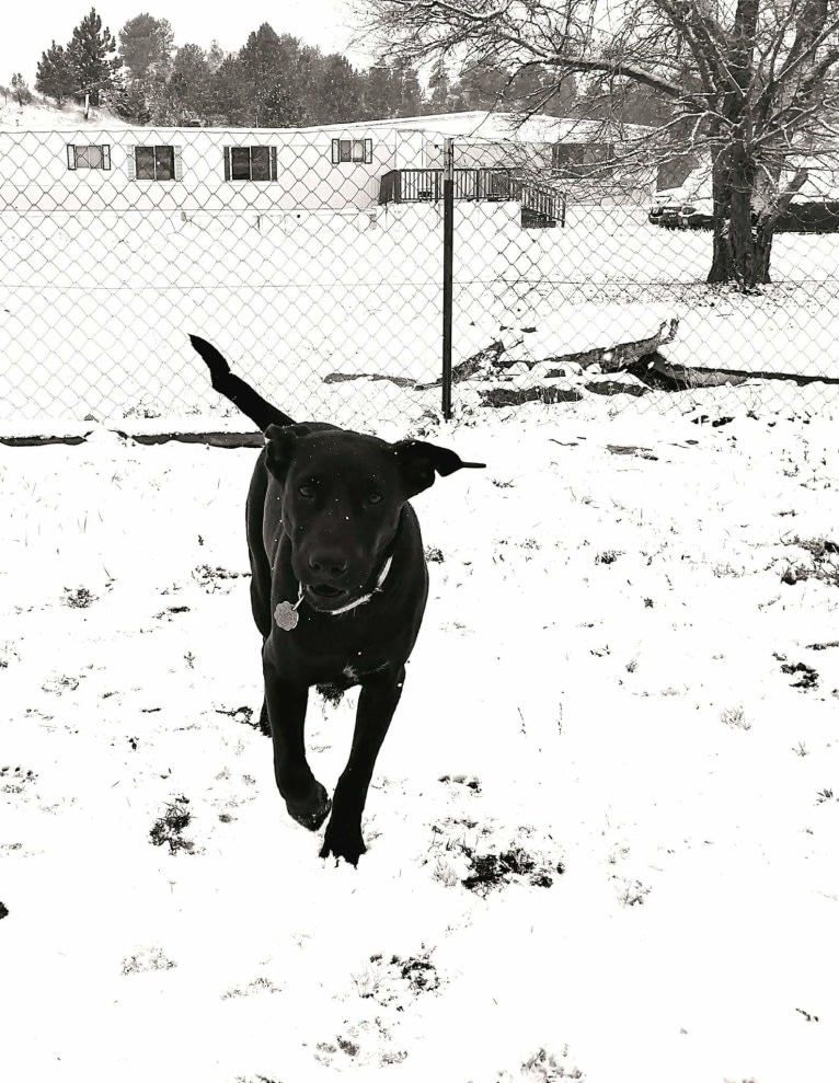 Tuff Justice Stanhope, a German Shepherd Dog and Australian Cattle Dog mix tested with EmbarkVet.com