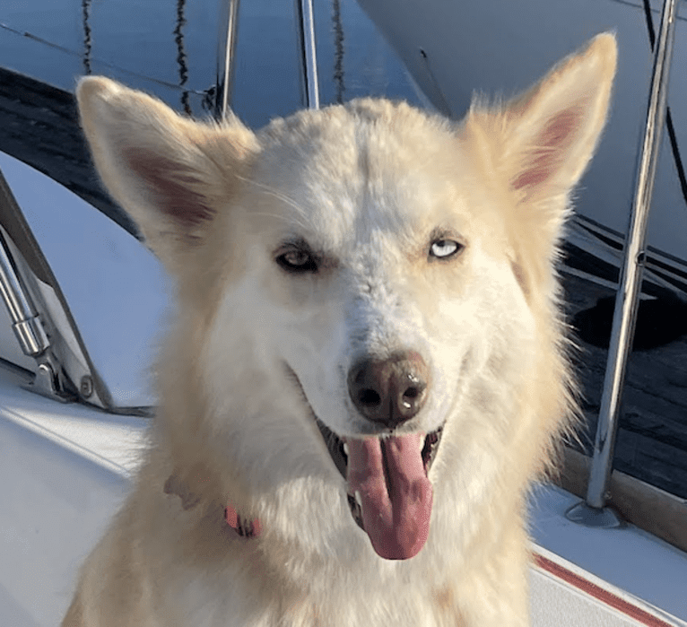 Star, a Siberian Husky and Alaskan Malamute mix tested with EmbarkVet.com
