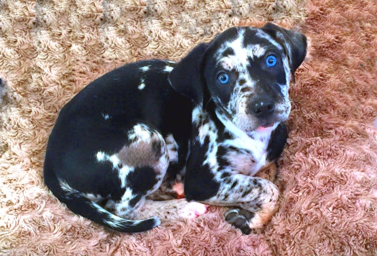 Delphine, a Catahoula Leopard Dog tested with EmbarkVet.com