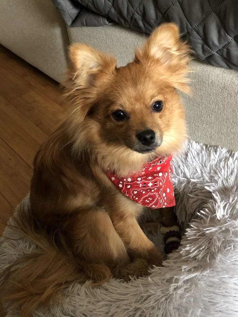 Biggie Smalls, a Pomeranian and Chihuahua mix tested with EmbarkVet.com