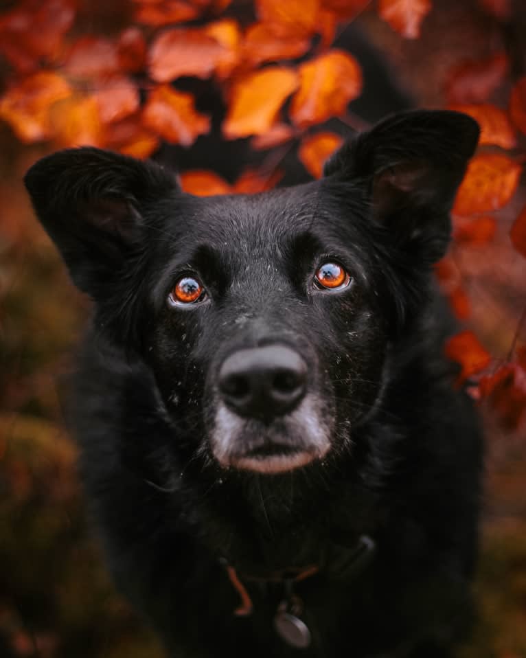 Abby, an European Village Dog tested with EmbarkVet.com