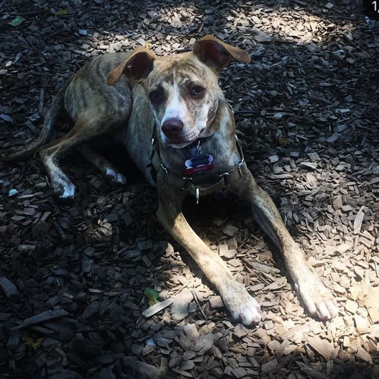 Dodger, a Mountain Cur tested with EmbarkVet.com