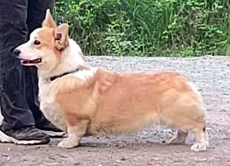 Cake, a Pembroke Welsh Corgi tested with EmbarkVet.com