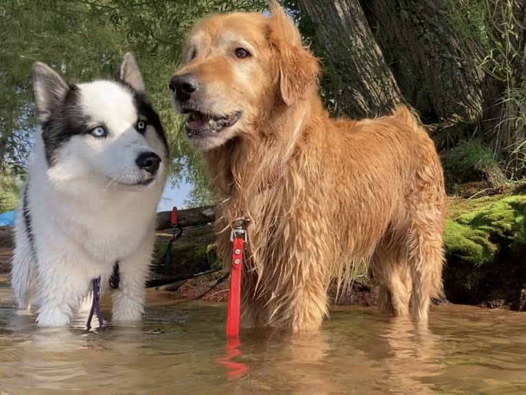 Timber “Gross Manor’s I’ll Be The One You Won’t Forget”, a Golden Retriever tested with EmbarkVet.com