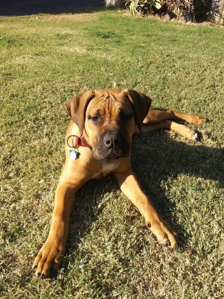 Clover K Asha, a Boerboel tested with EmbarkVet.com