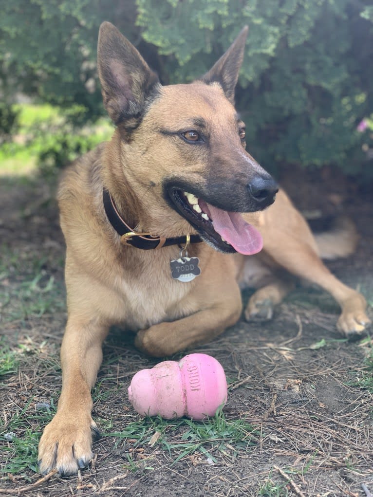 Todd, an Australian Cattle Dog and Border Collie mix tested with EmbarkVet.com