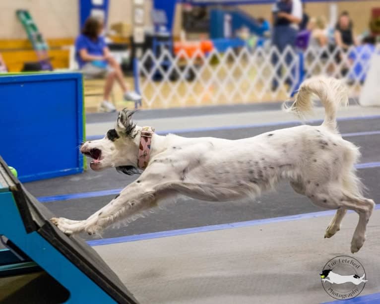 Gemma, a Llewellin Setter tested with EmbarkVet.com