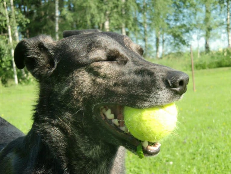 Olia, an European Village Dog tested with EmbarkVet.com