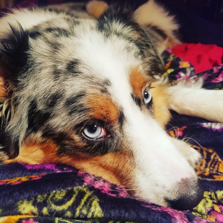 Amara, an Australian Shepherd tested with EmbarkVet.com