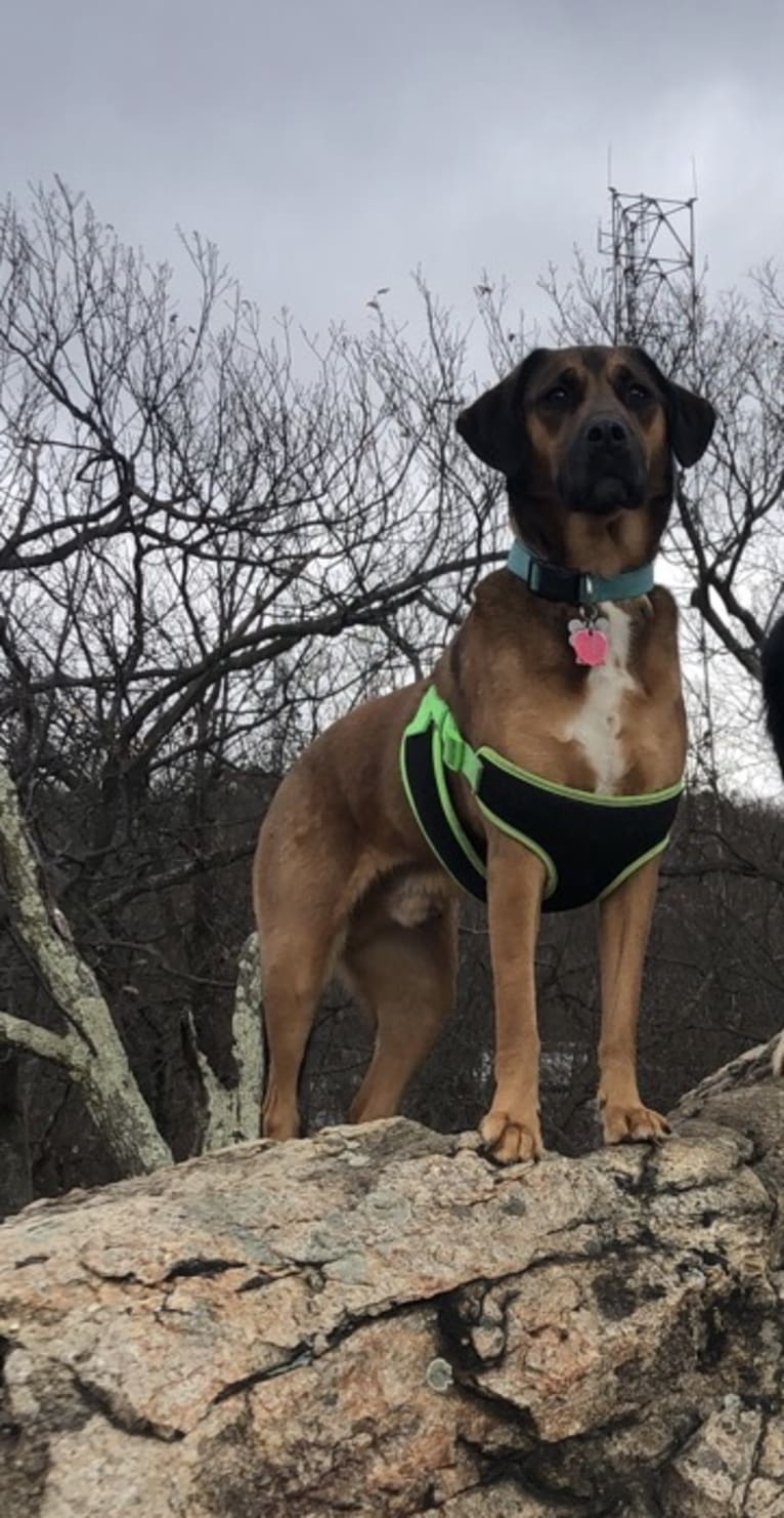 Rufus, a Rottweiler and Beagle mix tested with EmbarkVet.com