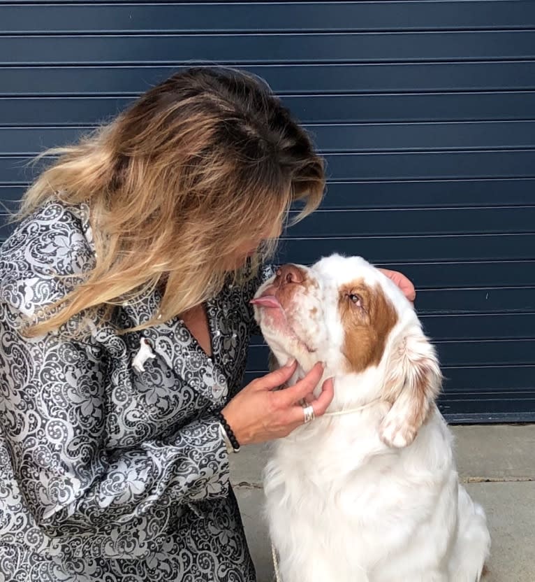 Cruise, a Clumber Spaniel tested with EmbarkVet.com