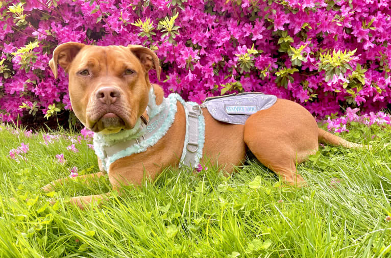 Jasper, an American Bully tested with EmbarkVet.com