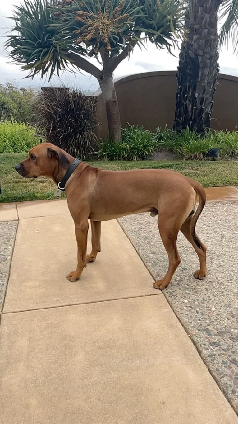 Milo Mukundi Shumba Viik, a Rhodesian Ridgeback tested with EmbarkVet.com