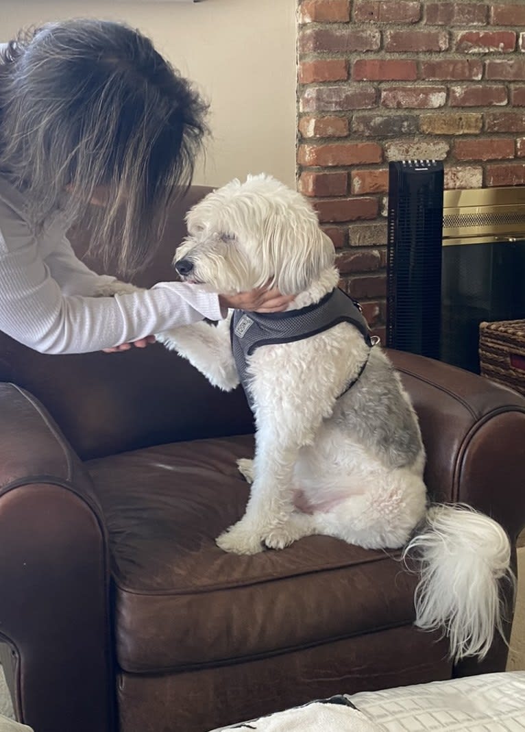 Jack, a Chinese Crested tested with EmbarkVet.com