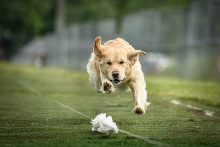 Totty, a Golden Retriever tested with EmbarkVet.com