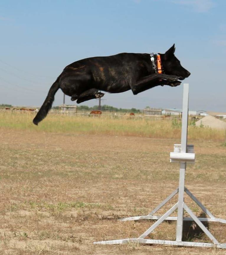 Nike des las Flores, a Dutch Shepherd tested with EmbarkVet.com