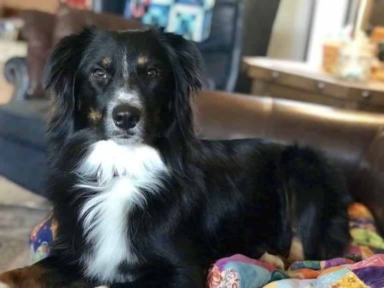 Gala, an Australian Shepherd tested with EmbarkVet.com