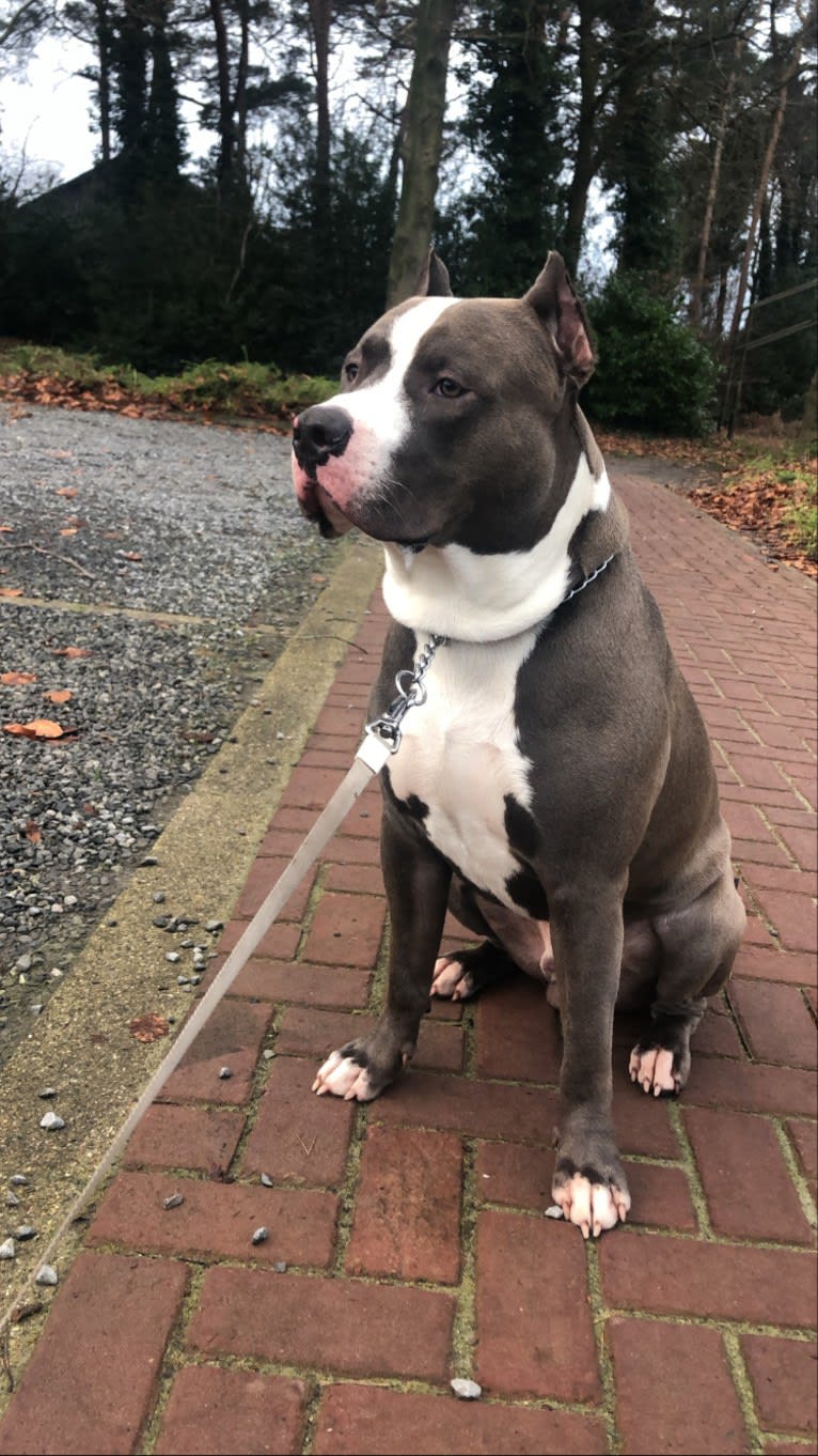 Halo, an American Bully tested with EmbarkVet.com