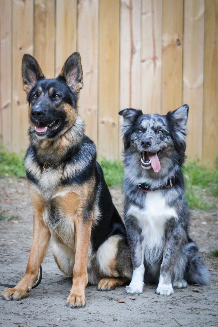 Dakota, an Australian Shepherd tested with EmbarkVet.com