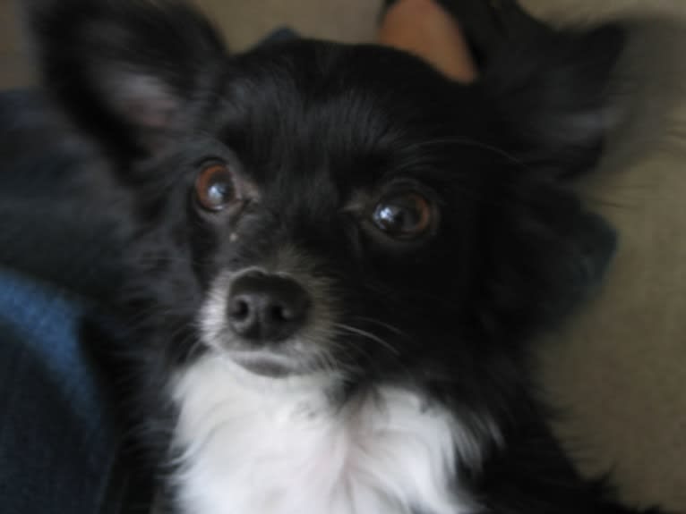 Kitty, a Chihuahua tested with EmbarkVet.com