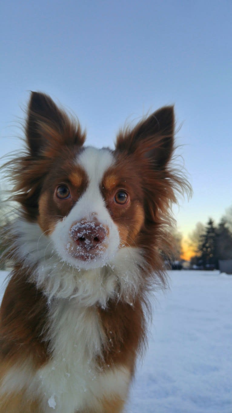 Koda, an Australian Shepherd tested with EmbarkVet.com