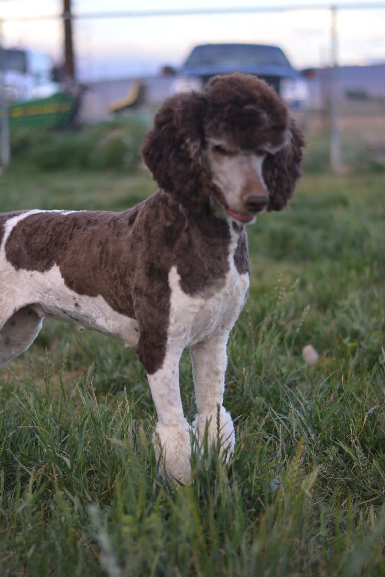 Ruby, a Poodle (Standard) tested with EmbarkVet.com