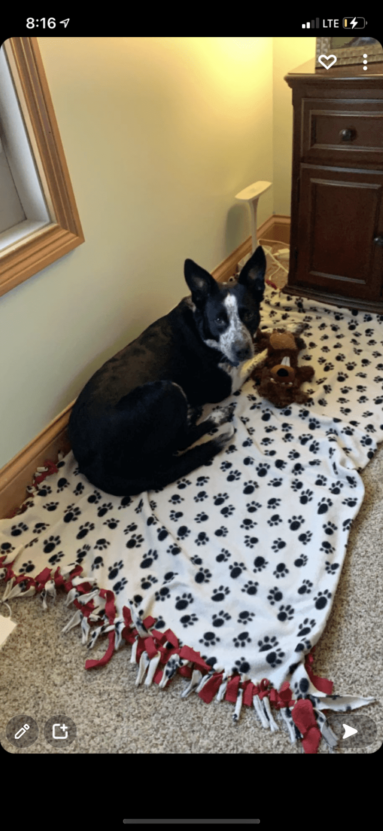 Ripley, an Australian Cattle Dog and Border Collie mix tested with EmbarkVet.com