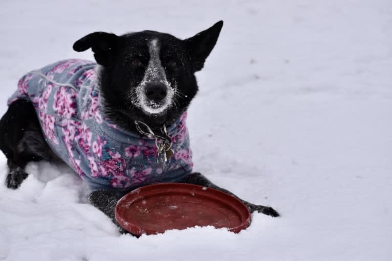 Mist, an Australian Cattle Dog and Australian Shepherd mix tested with EmbarkVet.com