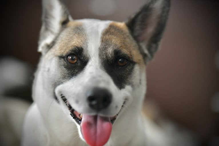 LEO, a Japanese or Korean Village Dog tested with EmbarkVet.com