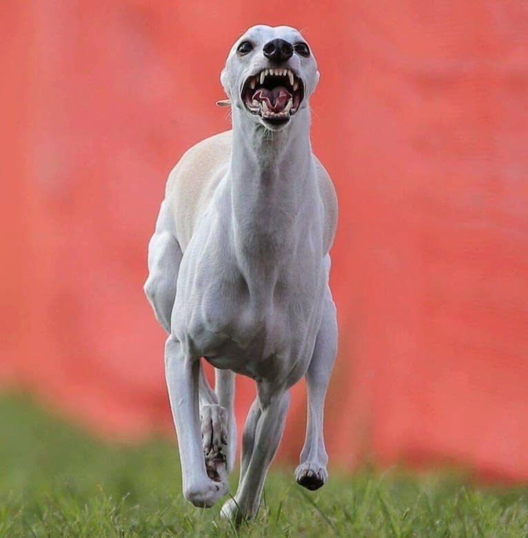 Zoom, a Whippet tested with EmbarkVet.com