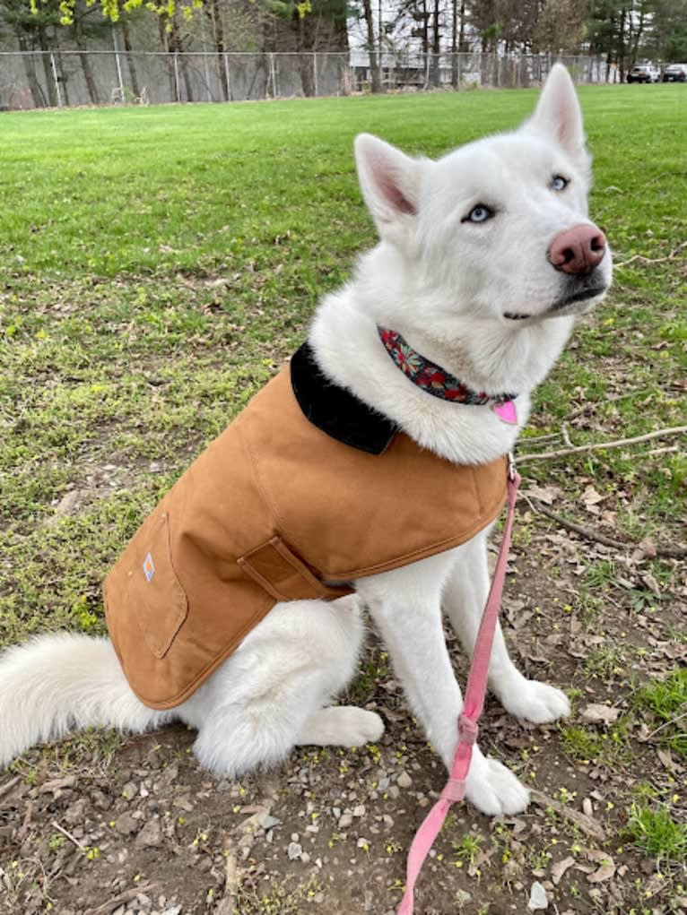 Loki, a Siberian Husky tested with EmbarkVet.com