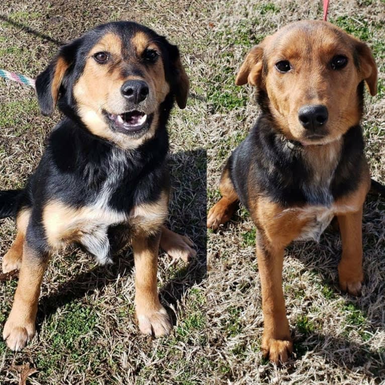 Millie, an Australian Cattle Dog and Chow Chow mix tested with EmbarkVet.com