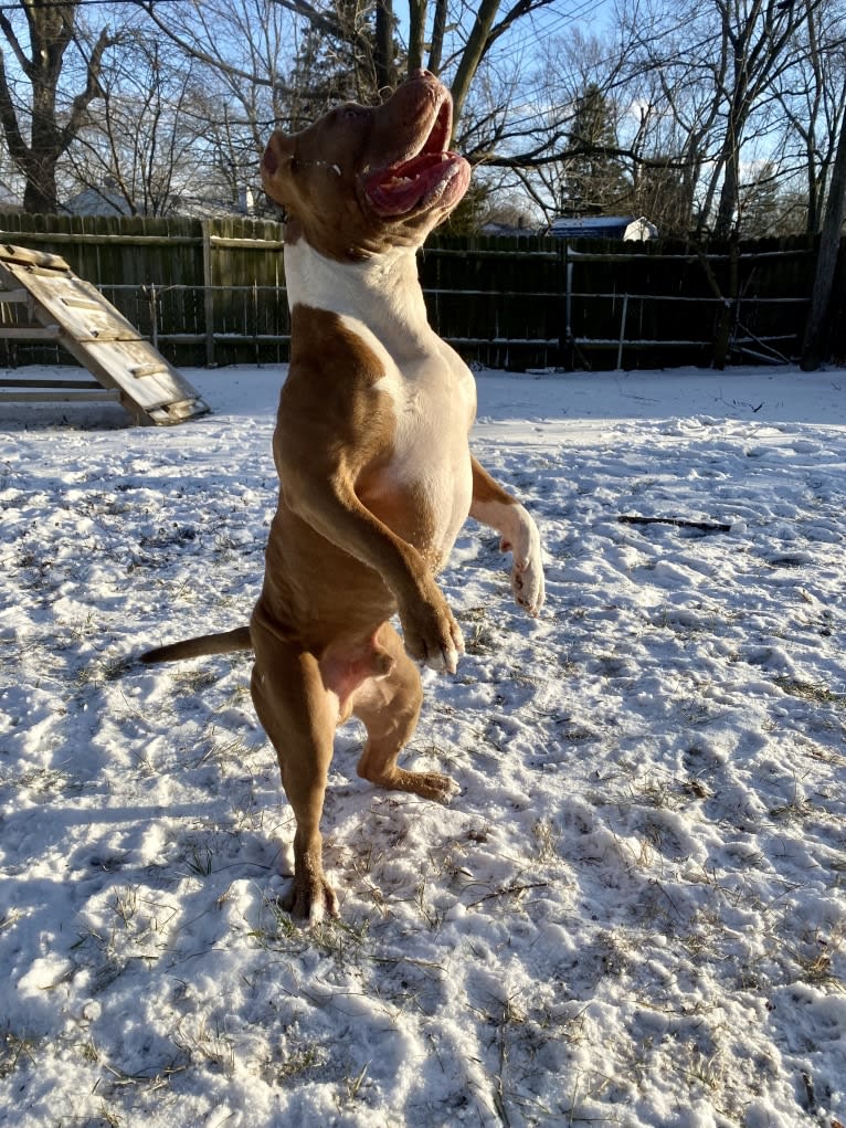 Lucci, an American Bully tested with EmbarkVet.com