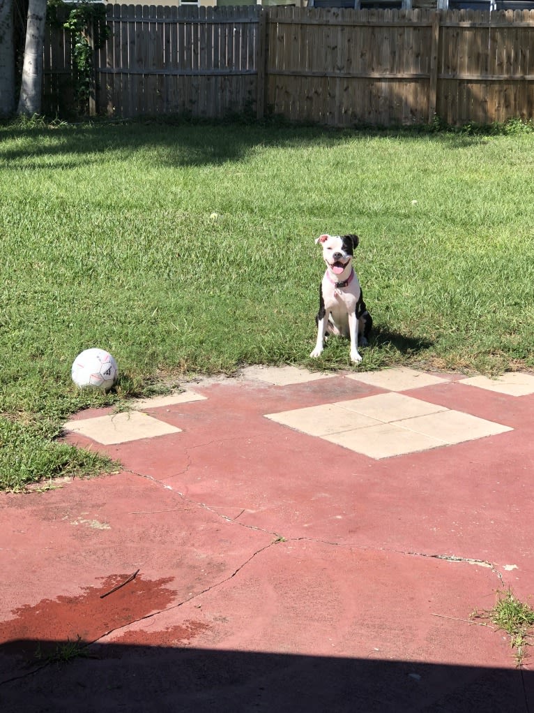 Roxy Cow, an American Staffordshire Terrier and American Pit Bull Terrier mix tested with EmbarkVet.com