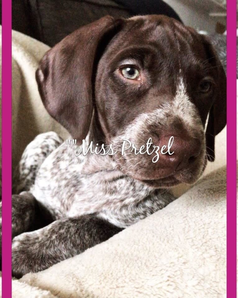 Beau, a German Shorthaired Pointer tested with EmbarkVet.com
