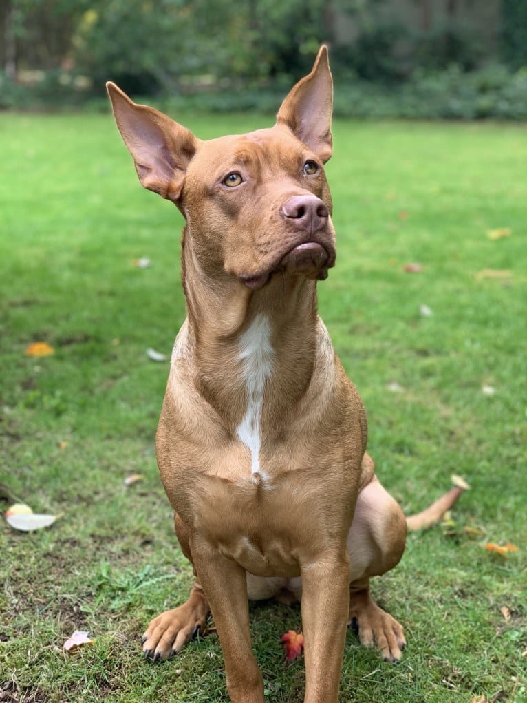 Bella, an American Pit Bull Terrier and Golden Retriever mix tested with EmbarkVet.com