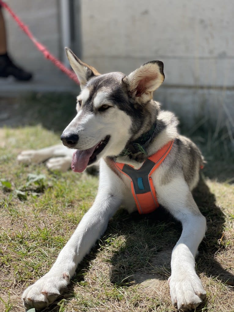 Eno, a Central Asian Village Dog tested with EmbarkVet.com