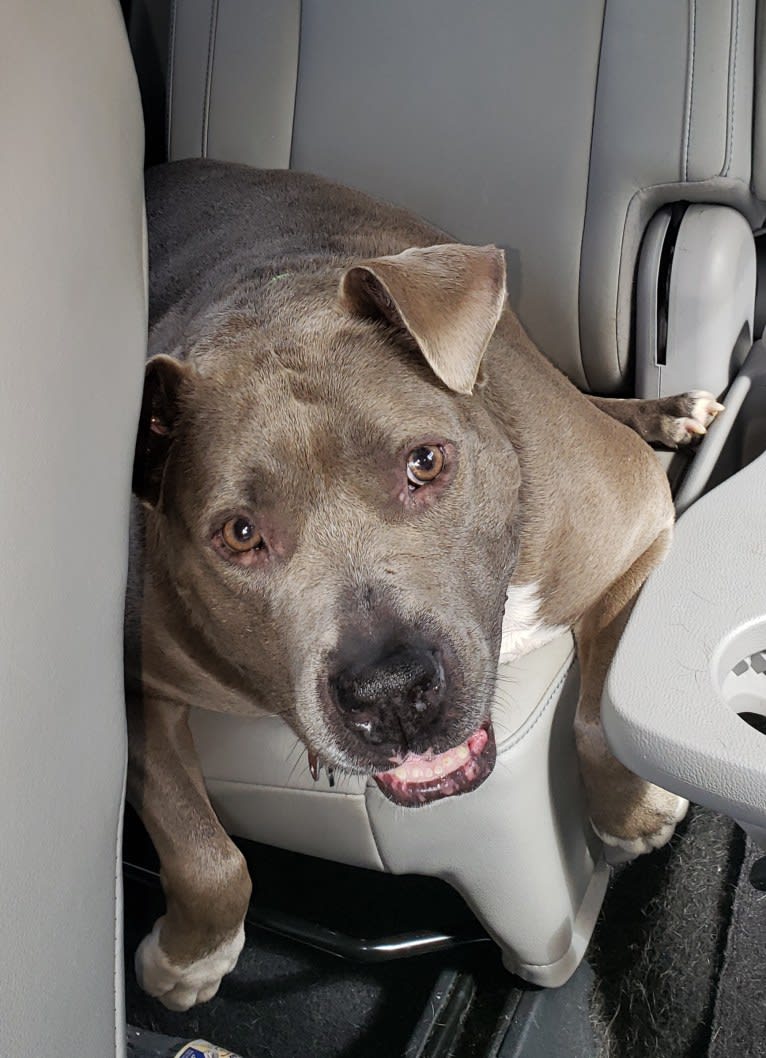 Yoshi, an American Pit Bull Terrier and American Staffordshire Terrier mix tested with EmbarkVet.com