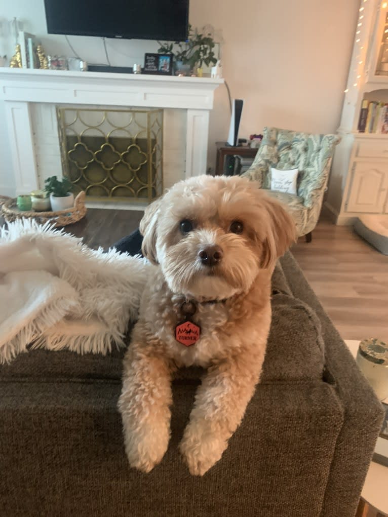 Turner, a Japanese or Korean Village Dog and Cocker Spaniel mix tested with EmbarkVet.com
