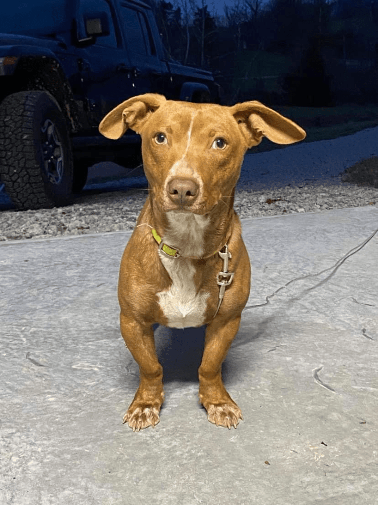 Bruce, an American Pit Bull Terrier and Chihuahua mix tested with EmbarkVet.com
